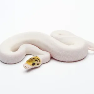 Bumble Bee Piebald Ball Python Print
