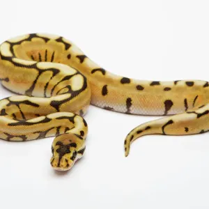Desert Spider Ball Python Print - Royal Python