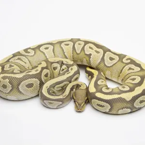 Hypo Mojave Ball Python Print
