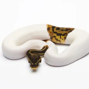 Leopard Piebald Ball Python Print