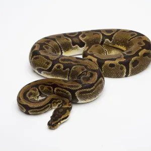 Matanic Ball Python Print - Royal Python Female