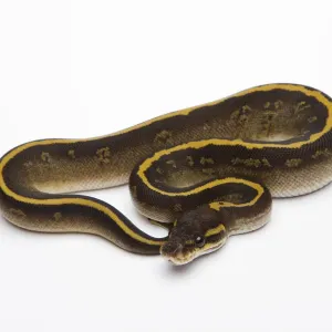 Mojave Granite Ball Python Print