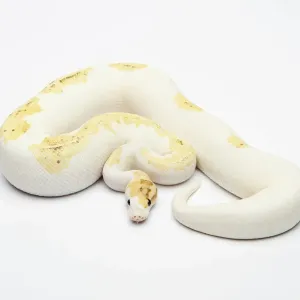 Paradox Super Fire Ball Python Print