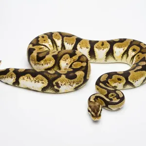 Pastel Calico Ball Python Print