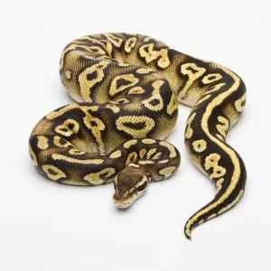 Pastel Phantom Yellow Belly Ball Python Print