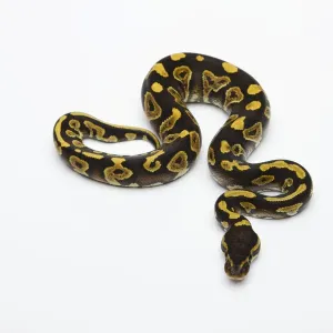 Le Phython royal mâle ou Python à ventre jaune fantôme -Python regius-.