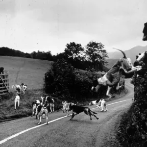 Hound Trailing Print - Hounds Jumping a Hedge in Troutbeck