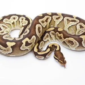 Royal Python Print - Mojave Razor Female