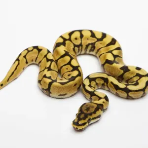 Spider Phantom Yellow Belly Ball Python Print