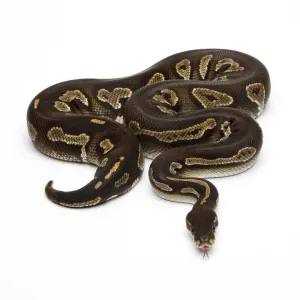 Super Black Head Ball Python Print