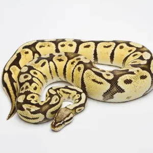 Super Pastel Vanilla Ball Python Print