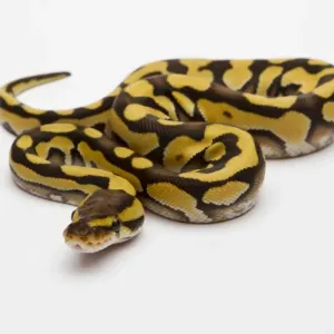 Tiger Phantom Ball Python Print - Royal Python