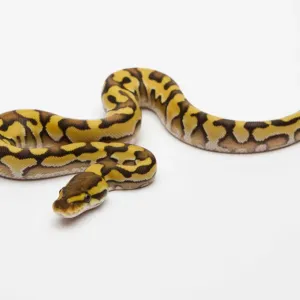 Tiger Phantom Yellow Belly Ball Python Print