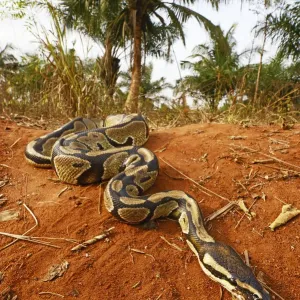 Royal python print, a photograph of a Royal python in controlled conditions