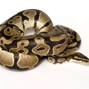 Royal python coiled print