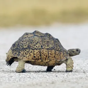 African Spurred Tortoise Print, Etosha National Park, Namibia