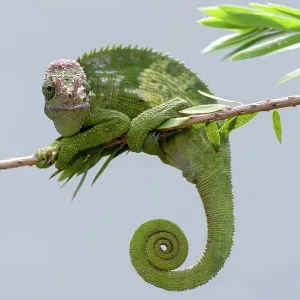 Fischer Chameleon Print