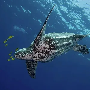 Leatherback Turtle Print