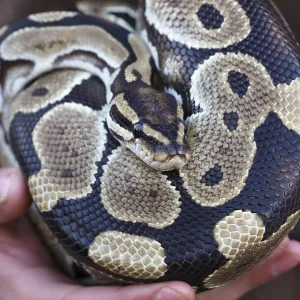 Ball Python Print: Resting on Zookeeper's Hands