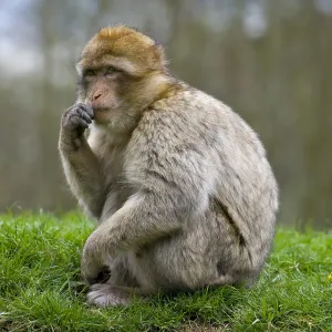 Barbary Macaque Print, Monkey Forest, Trentham, England Barbary Macaque Print, Monkey Forest, Trentham, England