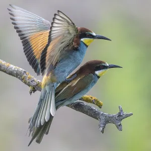 Meropide (Merops apiaster), accoppiamento.