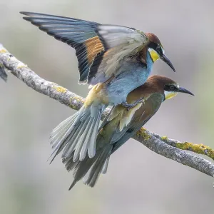 Meropide (Merops apiaster), accoppiamento.