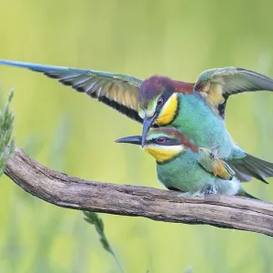 Meropide (Merops apiaster) di coppia.