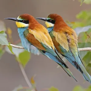 Merlo (Merops apiaster) in posizione seduta su un ramo.