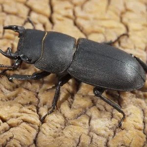 Mariposa mariposa, dorcus parallelipipedus.