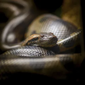 Burmese Python Print - Close-up in Captivity