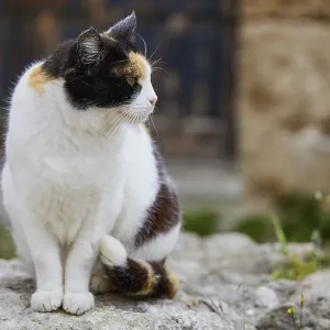 Cat with a serious look on a wall Print, Rhodes Town, Greece