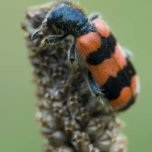 Checkered Bee Beetle Print, Tyrol, Austria