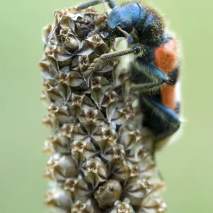 Checkered Bee Beetle Print, Brandenberg, Austria