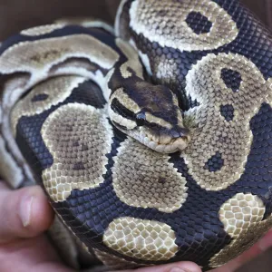 Ball Python Close-up Print - Scale Pattern and Keeper