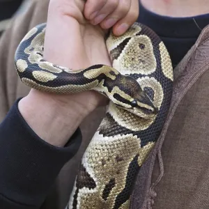 Close-up of Royal Python Coiled Around Handler's Arm Print