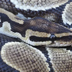 Close-up of a Royal Python Print: Ball Python Scale Pattern