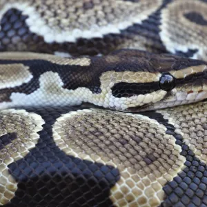 Close-up of a Royal Python Print: Ball Python Scale Pattern