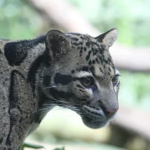 Le léopard nuageux.