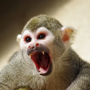 Common Squirrel Monkey Print, Dudley Zoo, West Midlands