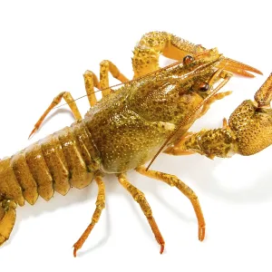 Crayfish Print on White Background