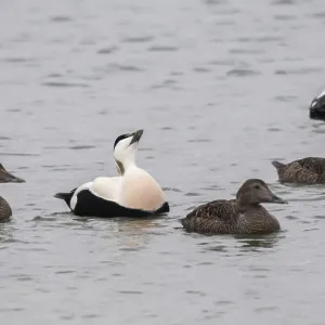 Cuddy's Duck Print - Somateria mollissima, Varanger, Norway