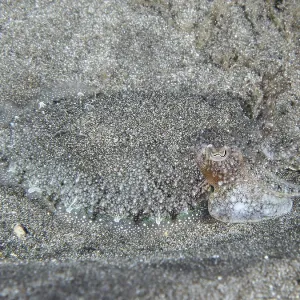 Cuttlefish with Grey Pattern Print, Tenerife, Spain
