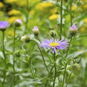 Erigeron pulchellus Print - Berufkraut Wildflower