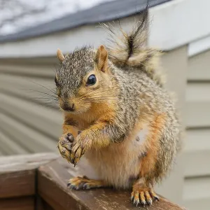 The Fox Squirrel Print