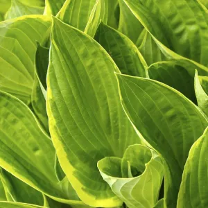 Hosta Print - Green Leaves and White Flowers
