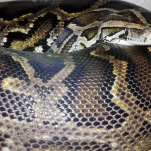 Dark Indian Python (Python molurus bivittatus) Print