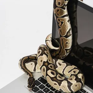 Python Imágenes relacionadas