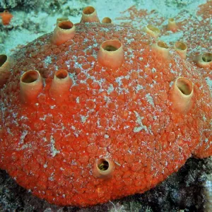 Red Drilling Sponge Print, Nursery Dive Site, Pompano Beach Red Drilling Sponge Print, Nursery Dive Site, Pompano Beach