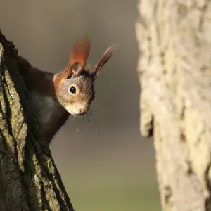 A Red Squirrel on a Tree Print