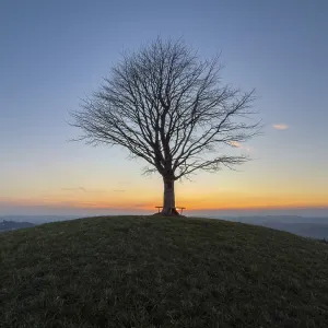 Árbol de limonero solitario en Drumlin.